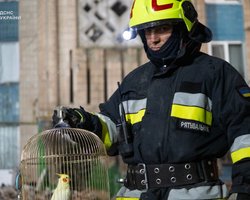 Маленькое чудо: в Тернополе под завалами дома нашли живого попугая (видео)