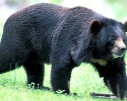 В столичном зоопарке умер бурый медведь