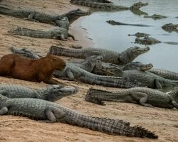 Найдружелюбніші тварини у світі: чому капібари не стають здобиччю крокодилів (відео)
