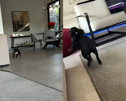 Летів як ракета і не помітив перешкоди: пригоди французького бульдога підкорили мережу (відео)