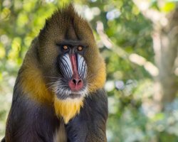 Найбільші мавпи у світі створюють "орду": бродять сотнями і захищаються величезними зубами