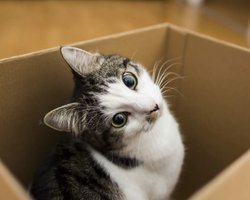 В Украине продажа котят онлайн может дорого обойтись: штрафы достигают 85 тысяч грн