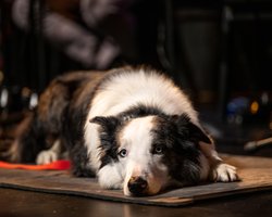 Оскар 2024: Видео с аплодирующим псом из "Анатомии падения" стало вирусным