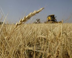 Конкуренция со стороны Украины может вынудить Россию сократить экспорт зерна