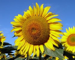 Подсолнухи, посаженные у "Фукусимы", не помогли против радиации