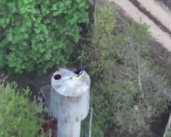 ВСУ установили флаг в Казачьих Лагерях и ловят оккупантов "на живца" (видео)