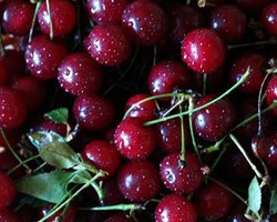 Вскоре фисташки и вишни станут редкостью, - ученые