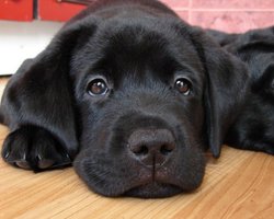 Для перевозки собак в поезде пассажир должен выкупить целое купе, - Укрзалізниця