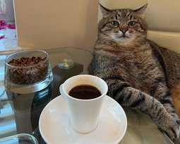 Кот Степан