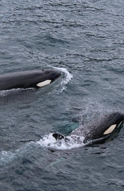 Нетихий океан: как разворачивается борьба между Австралией и Китаем