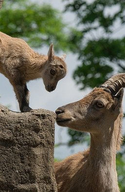Козлы и козлята. 10 мыслей об акции перед Верховной Радой