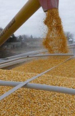 Аграрная махинация. Почему страны-соседи заблокировали экспорт украинского зерна