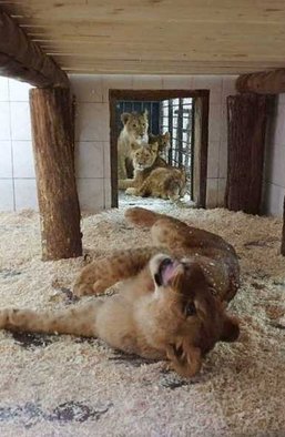 Несгибаемый Экопарк: как выжило под обстрелами уникальное место под Харьковом и почему оно продолжает финансироваться