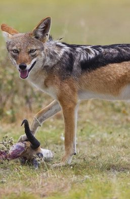 Путинская Россия − не государство, а стая