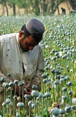 Короли маковых полей. Как Афганистан стал мировым центром наркоторговли