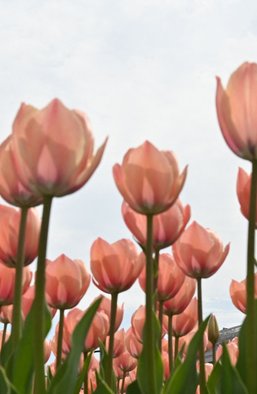 Комфорт и спокойствие в своем доме. Как реализовать мечту украинцев?