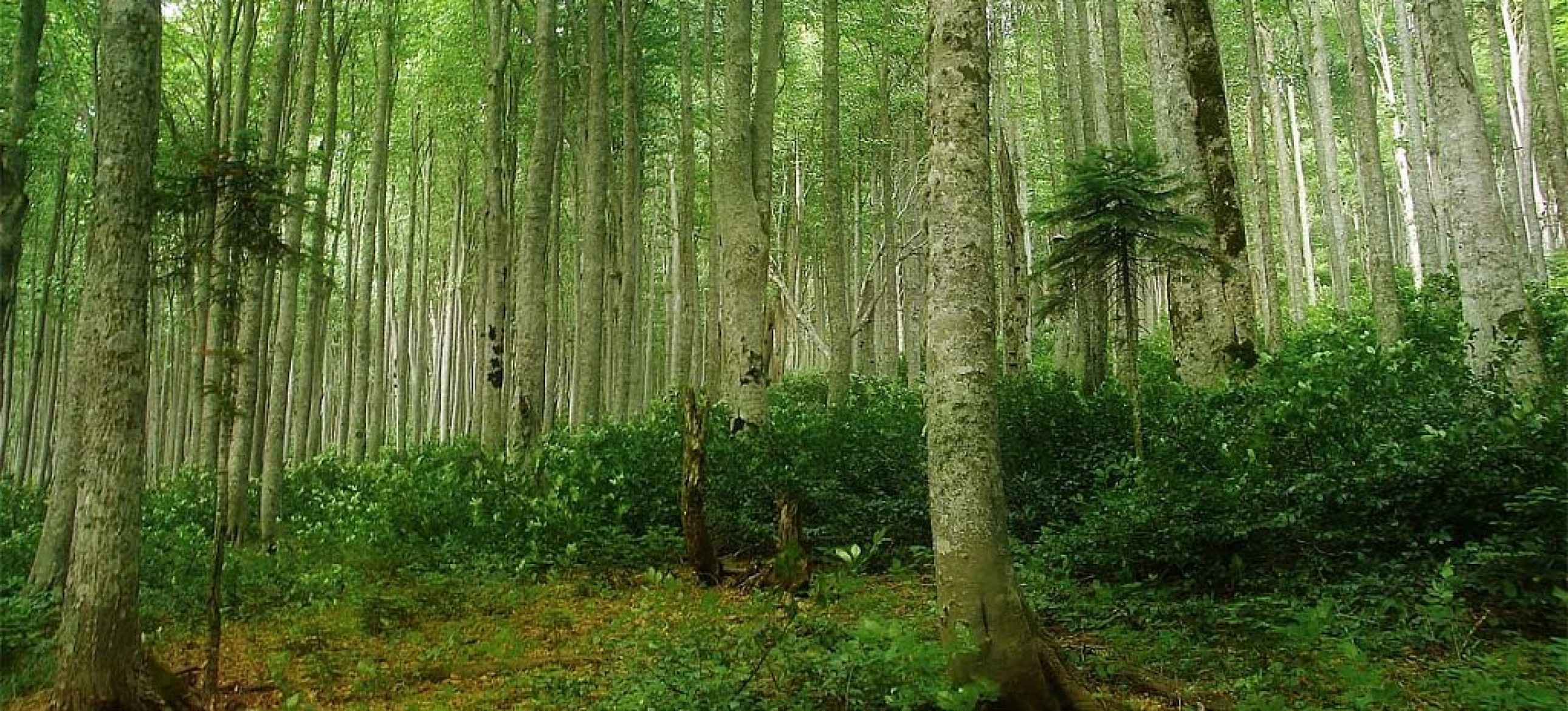 Девственные буковые леса Карпат