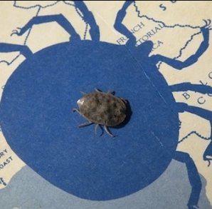 Ученые выяснили, какое существо на Земле может прожить полжизни без еды