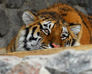 В Киевском зоопарке открылся 103-й весенне-летний сезон