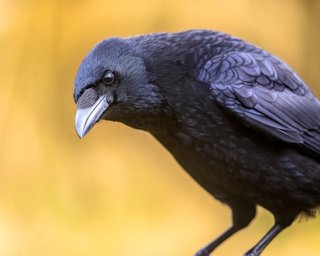 Значно краще за людей: дві ворони напрочуд добре впоралися з психологічним тестом