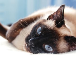 "Мобилизованного" кота на Киевщине вернули хозяевам: подробности (фото)