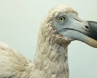 Развенчан один из самых больших мифов в истории: вымерший додо вовсе не был глуп (фото)