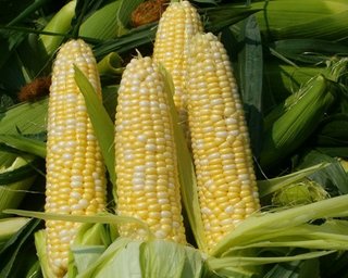Кабмин планирует снять квоты на экспорт кукурузы