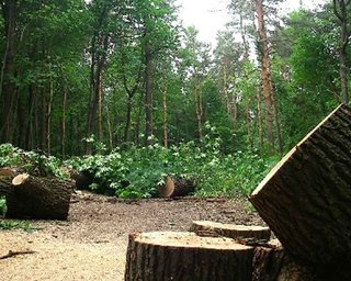 В харьковском парке продолжается вырубка деревьев