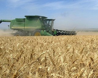 Сражающаяся с Украиной на рынке зерна Россия в 13 раз нарастила закупки пшеницы за рубежом