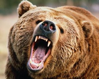 Трагедія під час відпочинку: ведмідь напав на пару та вбив наречену перед весіллям