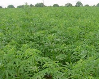 В Мексике обнаружили самую крупную в истории плантацию марихуаны