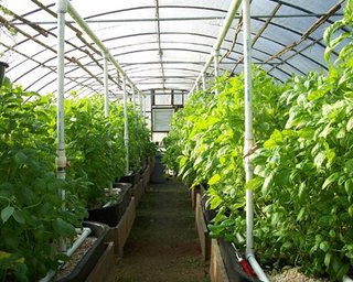 В Налоговом кодексе будут предусмотрены бонусы для теплиц