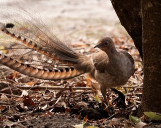 Зараз звідси вилетить пташка: у світі існує істота, яка ідеально імітує клацання затвора Polaroid