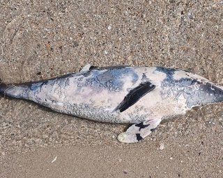 Критична ситуація в Чорному морі: на узбережжі Одещини знайшли десятки загиблих дельфінів