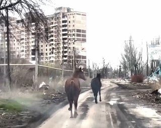 Вели під вибухами: у Авдіївці "Білі янголи" врятували двох породистих коней, — МВС (відео)
