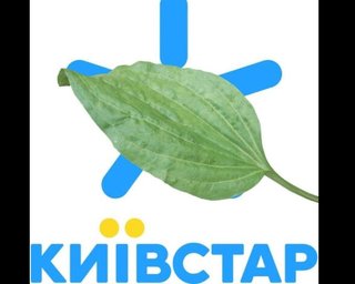 Азбука Морзе и почтовые голуби: сети взорвались мемами о ситуации с Киевстаром (фото)