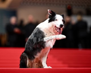 На червону доріжку Каннського кінофестивалю вийшов чотирилапий Мессі (фото)
