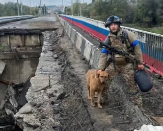 Бойовий собака Ляля допоміг ЗСУ звільнити Куп'янськ: тепер йому потрібен дім (відео)
