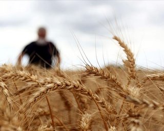 Росія спровокувала різке подорожчання пшениці після удару по порту Рені, — Bloomberg