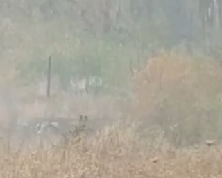 Боевики устраивают поджоги на Луганщине, используя трассирующие пули, - волонтеры