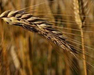 Украина будет поставлять в РФ фуражное зерно в обмен на пшеницу