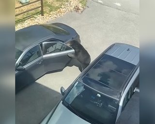 Профі найвищого рівня: кмітливий ведмідь "обчистив" авто та прихопив із собою ноутбук (відео)