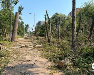 Що відбувається з деревами на Теремках: у КМДА спростували нову вирубку