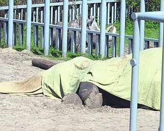 За три года в Киевском зоопарке умер 51 питомец