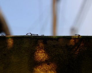 Величезні колонії мурах десятиліттями ведуть війну: щомісяця гинуть мільйони (відео)