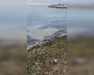 В оккупированном Крыму массово гибнут дельфины и птицы, – соцсети (фото, видео)