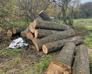 Штрафи до 34 000 грн: що можна збирати в лісі та коли за заготівлю дров карають