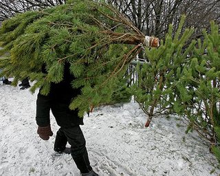 Елки в этом году будут продавать по 50 гривен