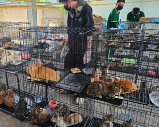 Во Вьетнаме спасли более 400 кошек от забоя и продажи на мясо