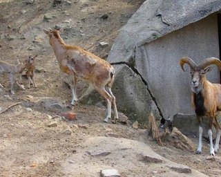 В Киевском зоопарке не нашли нарушений